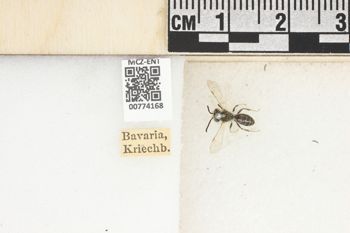 Media type: image;   Entomology 774168 Aspect: Labels